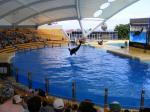 Delfinariu - Tenerife